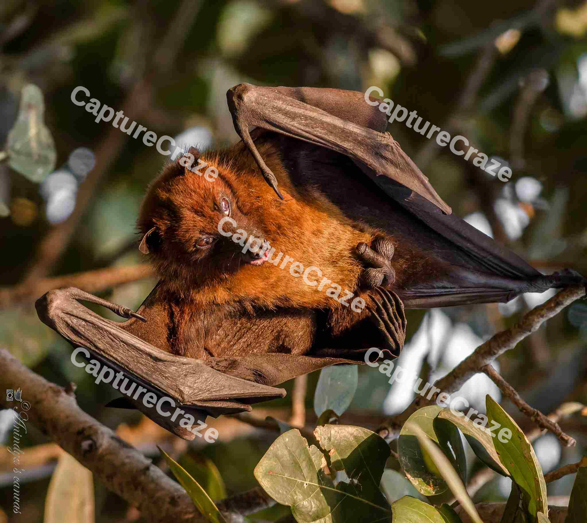 Indian flying fox Bat